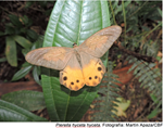 “Bailarinas silenciosas”, la riqueza de mariposas diurnas en el  Parque Nacional Madidi