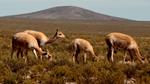 El área protegida de El Cardón realiza su primer censo de vicuñas