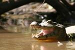 Commercialization of spectacled caiman hides with added value