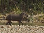 Estudios sobre el tapir amazónico confirman la importancia del Gran Paisaje Madidi-Tambopata
