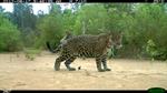 Estudio dirigido por WCS sobre los hábitos alimenticios de jaguares y pumas