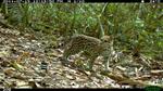 WCS Photo of Rare Cat in Bolivia  Wins BBC Camera Trap “New Discoveries” Competition 