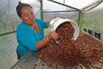 Exportación del cacao de Chocolecos a uno de los mejores restaurantes del mundo: El Celler de Can Roca