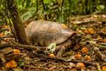WCS promotes the establishment of the group for conservation of turtles in Bolivia