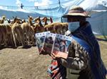 Publications on vicuña fiber management and utilization accompany the start of the 2021 shearing season in Bolivia