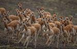 Censo 2021 registra 13.692 vicuñas en el área protegida de Apolobamba
