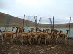 Convenio entre WCS y la Asociación Comunitaria para la Comercialización de la Fibra de Vicuña de Bolivia fortalecerá la conservación y el manejo sostenible de la vicuña