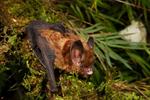 Con el apoyo de WCS el Parque Nacional Madidi es declarado como un Área de Importancia para la Conservación de Murciélagos (AICOM)
