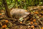 WCS impulsa la conformación del grupo para la conservación de las tortugas de Bolivia