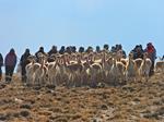 Inicia la esquila de vicuña 2023 en Apolobamba