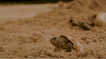 Videos: Científicos de WCS documentan la mayor eclosión de crías de tataruga del mundo 