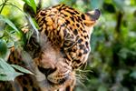 Presencia de jaguares en Madidi revela el buen estado de sus poblaciones