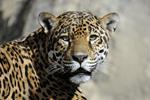 Investigaciones de WCS sobre el comercio en línea de partes del jaguar muestran que la amenaza se está extendiendo