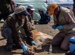 Estudios de la salud en vicuñas contribuyen a conservar su población