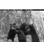 Científicos de WCS proporcionan más de 50 000 imágenes de cámaras trampa para un gran estudio de la vida silvestre del Amazonas