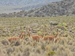 La vicuña está presente en cuatro áreas protegidas nacionales