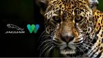 Jaguar Colombia, Latinoamérica y Caribe se unen con Wildlife Conservation Society para generar conciencia en el Día Internacional del Jaguar