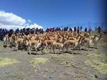 Inicia la temporada 2021 de aprovechamiento sostenible de la fibra de vicuña en Bolivia