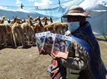 Publicaciones sobre el manejo y aprovechamiento de la fibra de vicuña acompañan el inicio de la temporada de esquila 2021 en Bolivia
