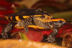 Necesidades de investigación y conservación de tortugas en Bolivia