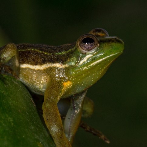 Animales vertebrados en la expedición a los Grandes Lagos de Exaltación ...